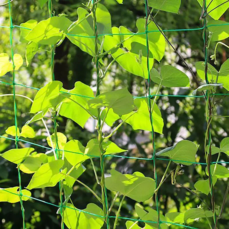 Garden Plant Climbing Net