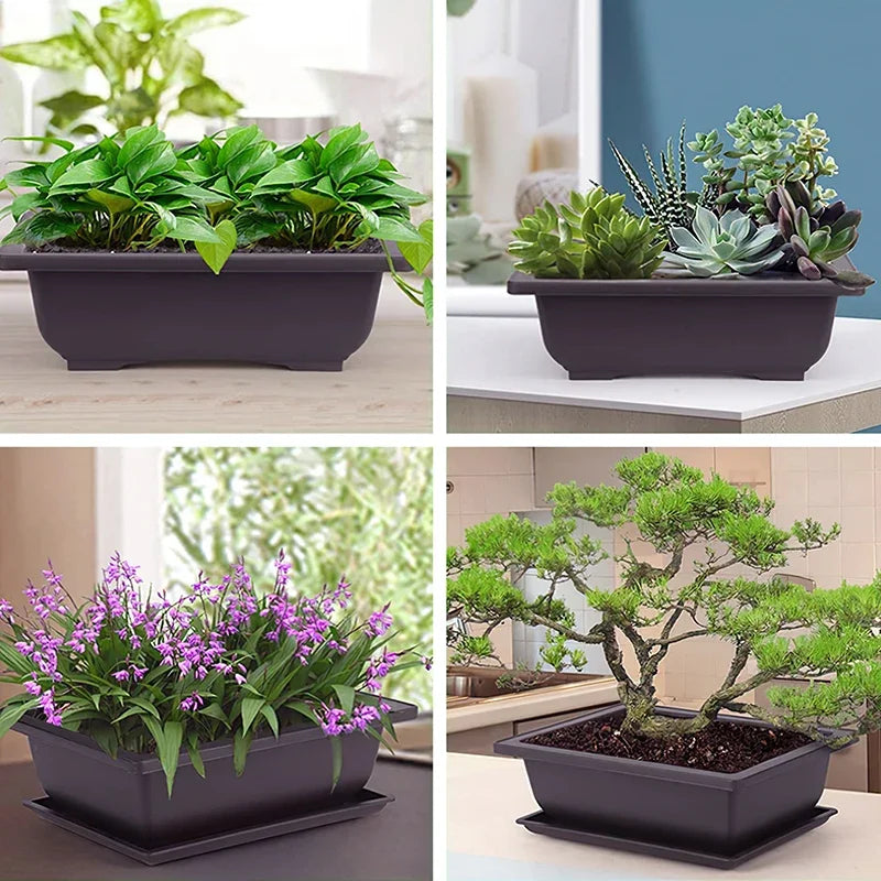 Purple Clay Succulent Plants Pot